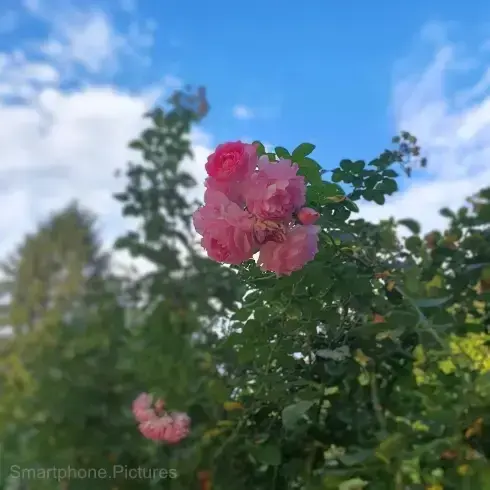 Smartphone Bild, Bild nach der Bildbearbeitung. Smartphone Bild, Bild nach der Bildbearbeitung.
