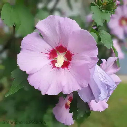 Smartphone Portfolio Bild, Blüte echter Rroseneibisch. Smartphone Portfolio Bild, Blüte echter Rroseneibisch.