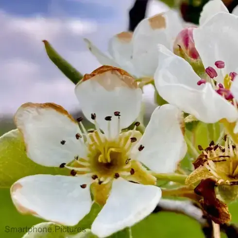 Smartphone Bild, Kultur Birnenblüte. Smartphone Bild, Kultur Birnenblüte.